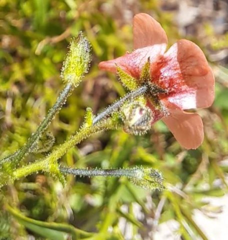 Diascia patens flower from the back